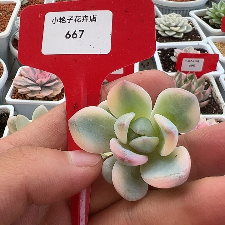 667号橙梦露宽锦多肉