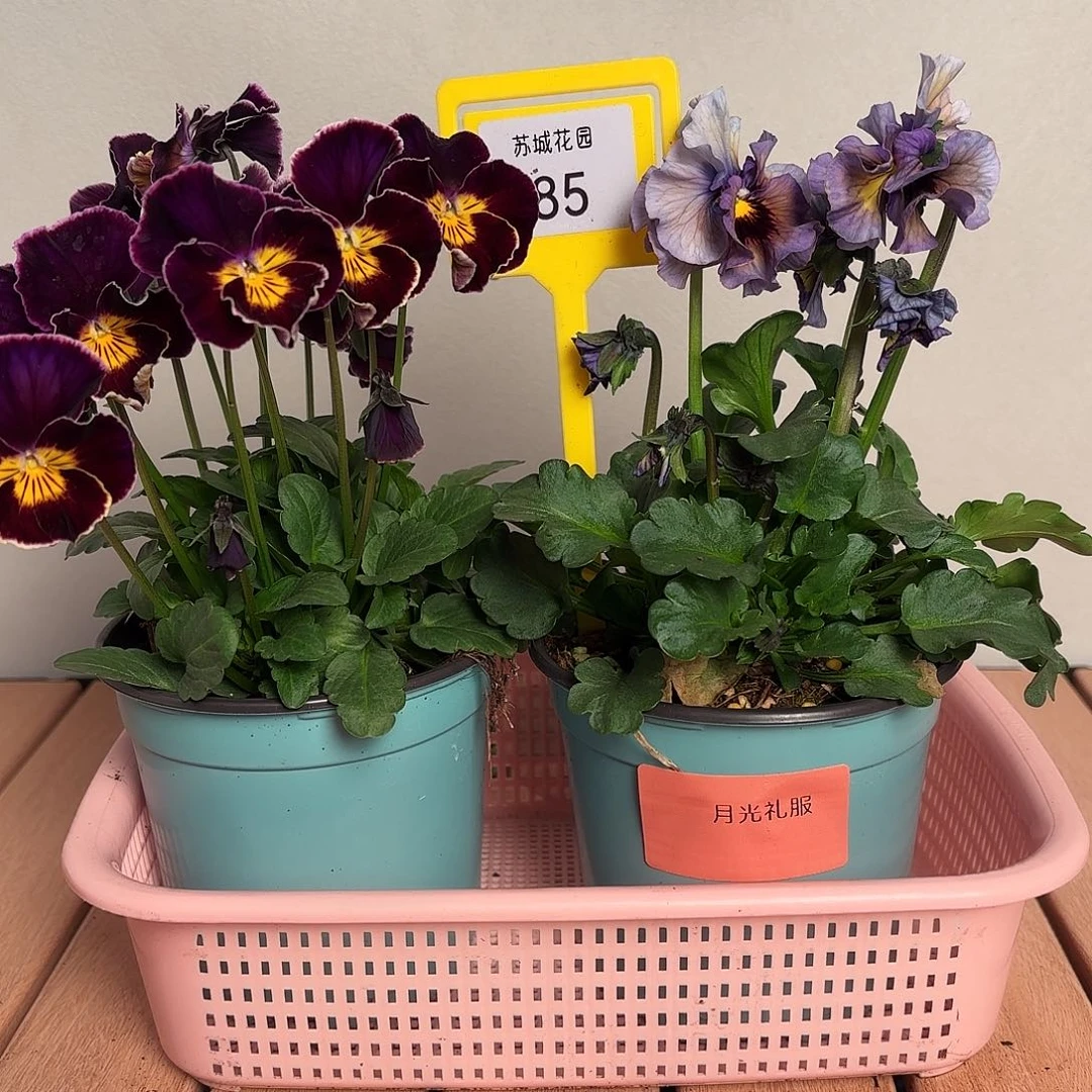 大部分开放少量花苞85