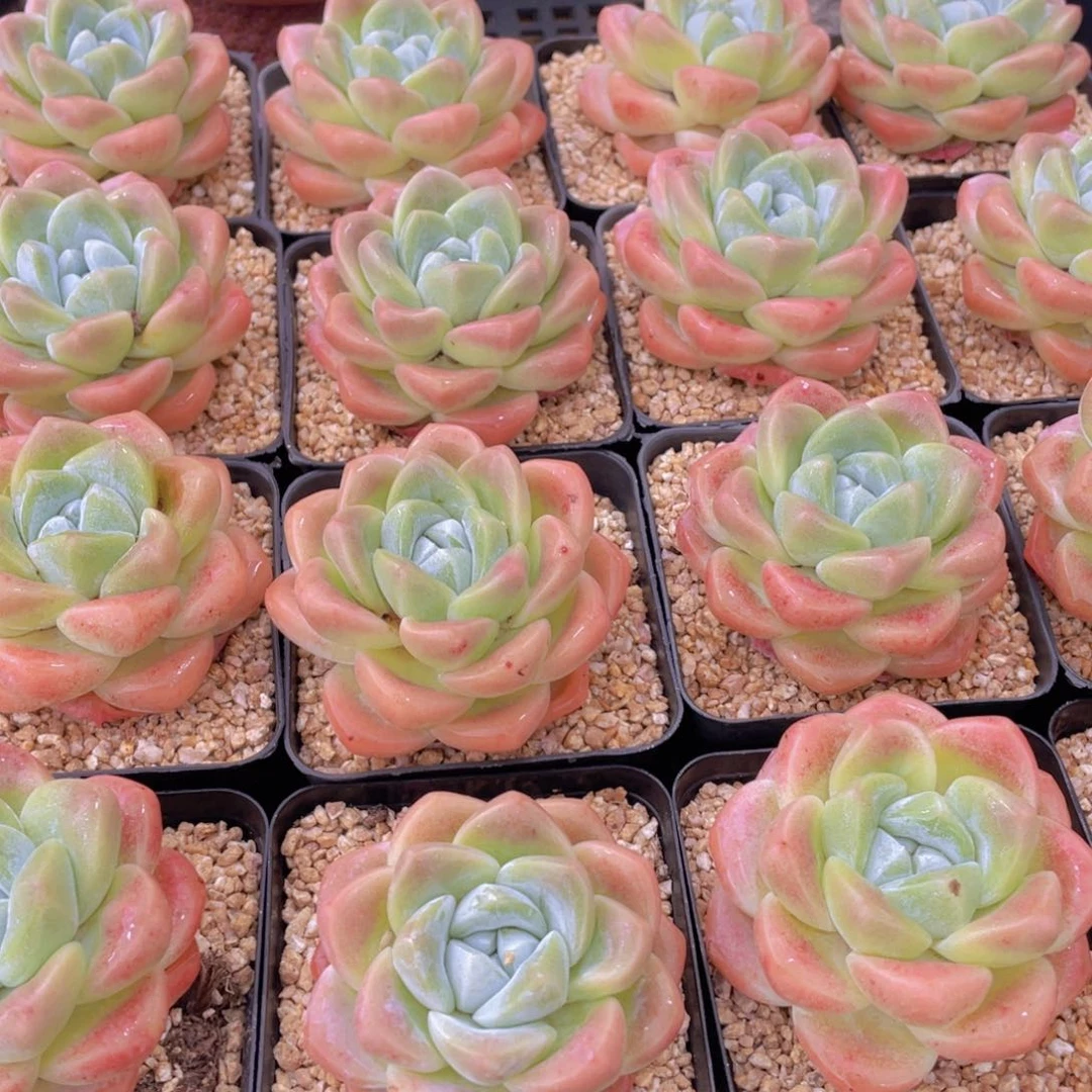 量拍2号 肥胖樱花钻石冰玉大单头一个