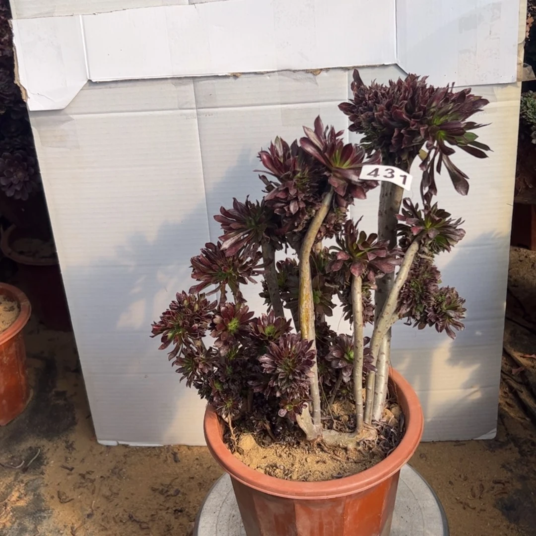 有伤黑缀431高32