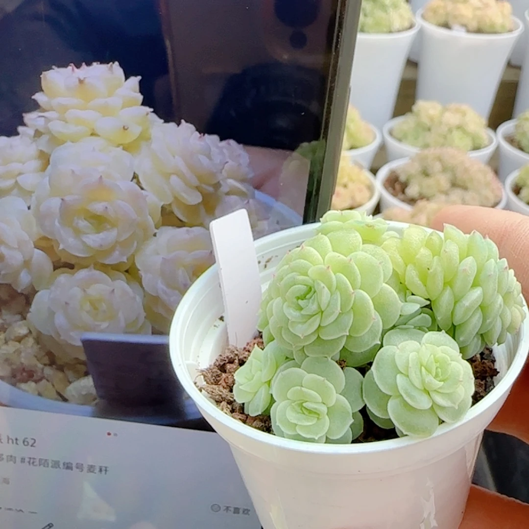 桂***雨1115-31（ht-62）优选