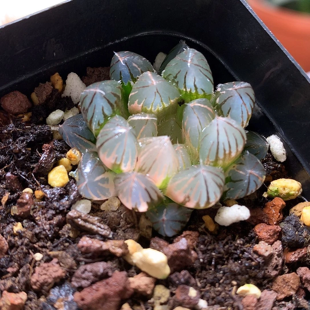 霓虹灯玉露锦带盆土发货l