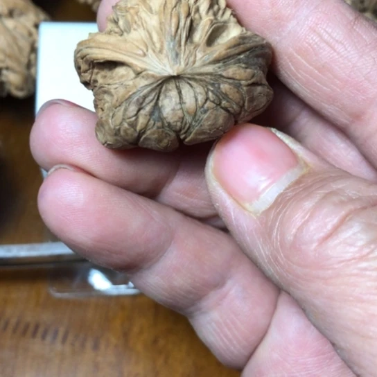 晨*文玩核桃异形蛇