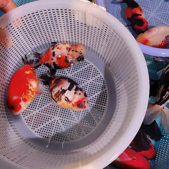 金鱼049兰寿三只特价顺丰包邮