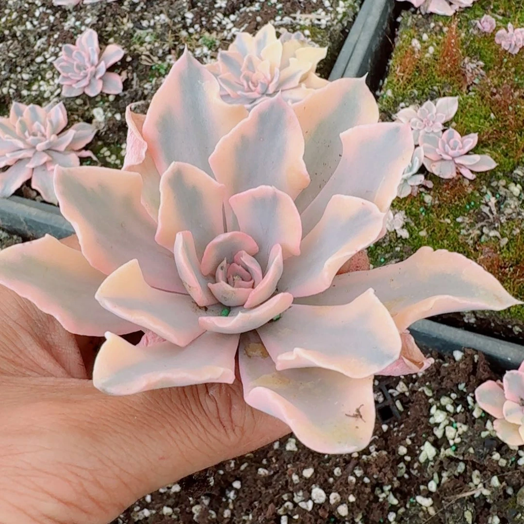 20-26利比里亚锦一颗量拍也差附近