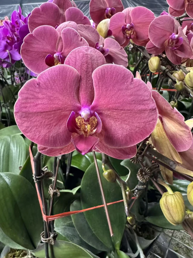 兰屿 LYSLAND【砂糖橘】蝴蝶兰鲜花盆栽