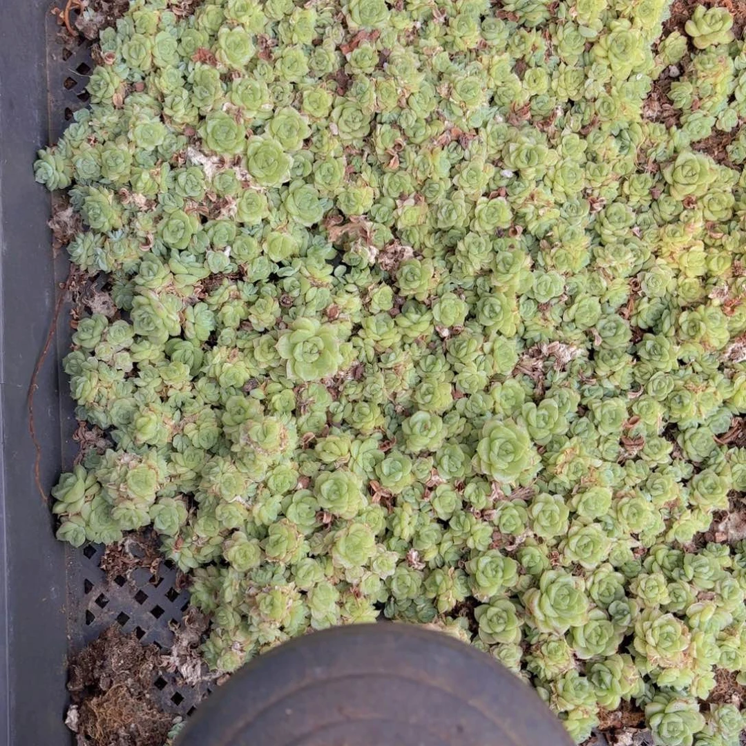 麦秆切糕一整排精品