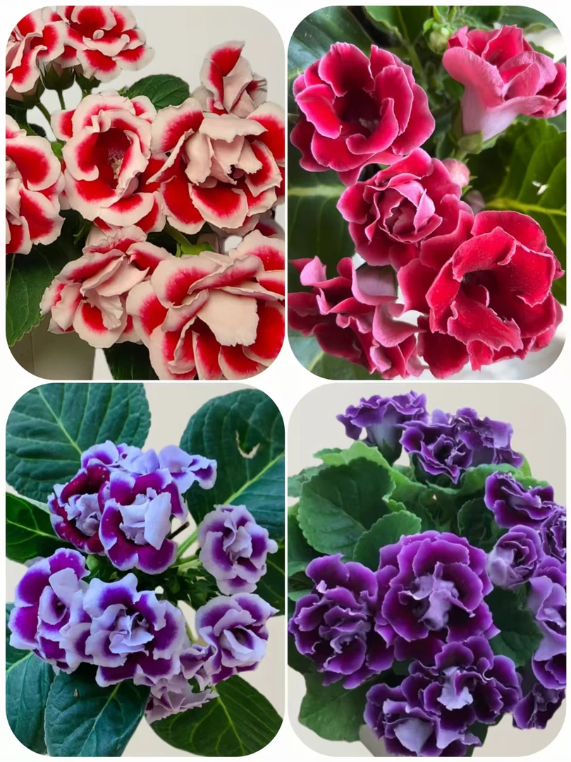 【大岩桐四盆更划算】重瓣带花苞发货客厅阳台盆栽富贵芙蓉花卉室内