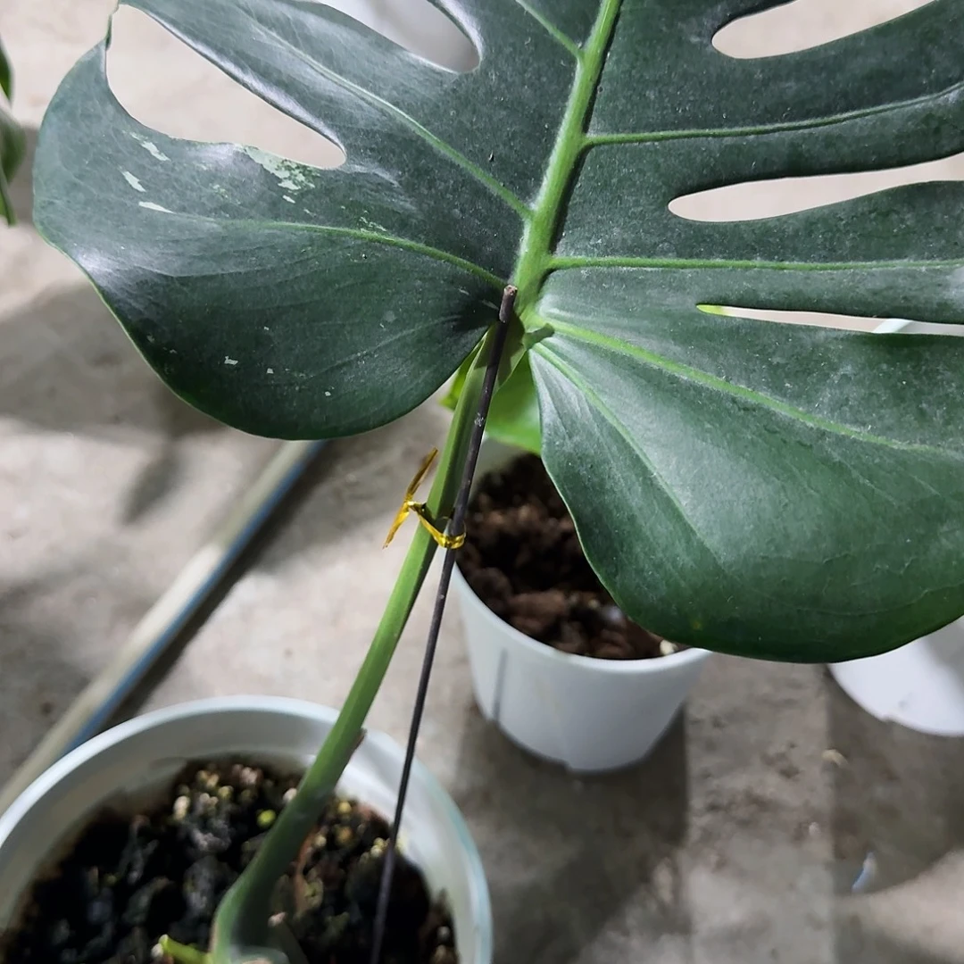 <***＞无花朵龟背竹植物一物一拍