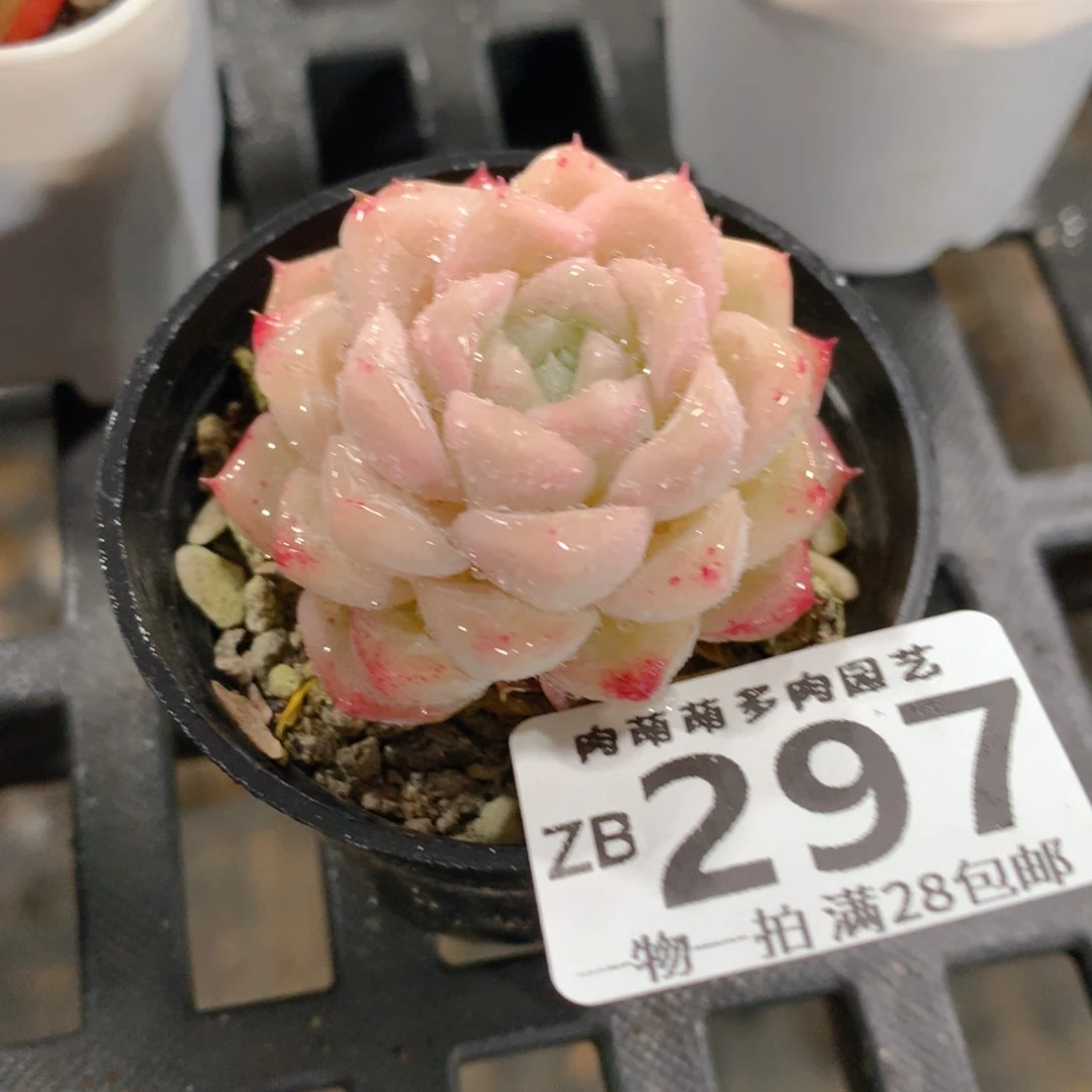 肉萌萌拇指盆精控多肉ZB297