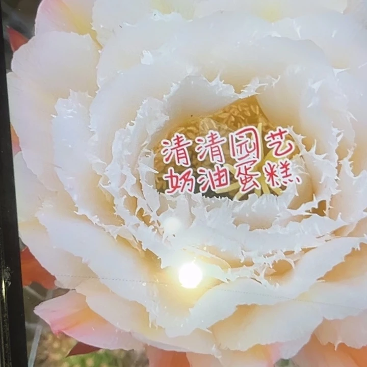 清清奶油蛋糕根瑕疵
