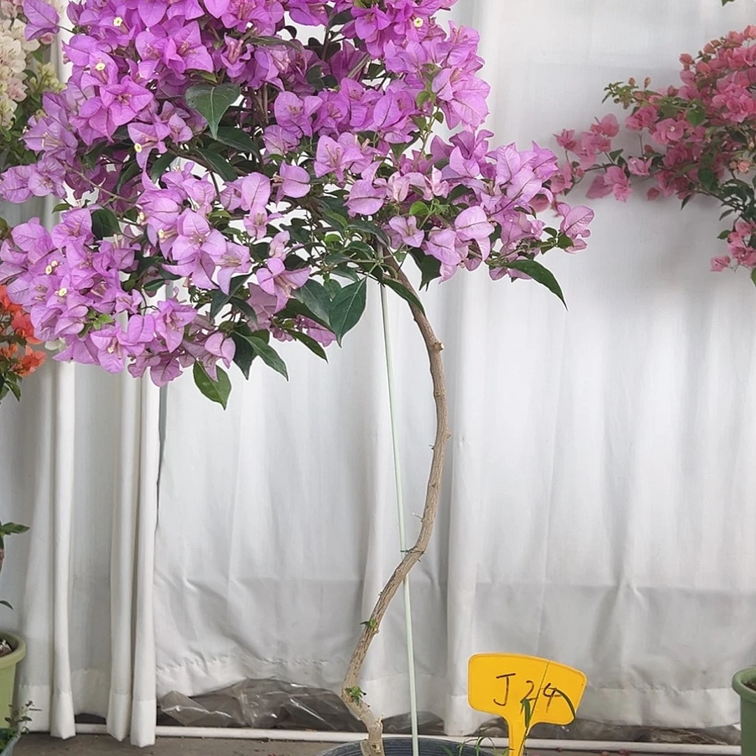 珂***麻大部分花苞少量开放J24巴西紫