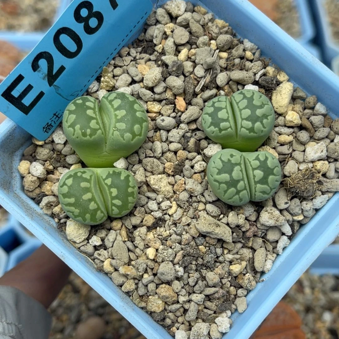 2087双头大牙两颗