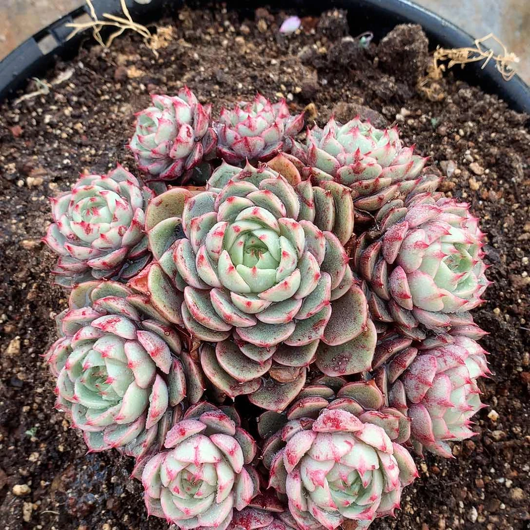 苯巴多肉一物一拍