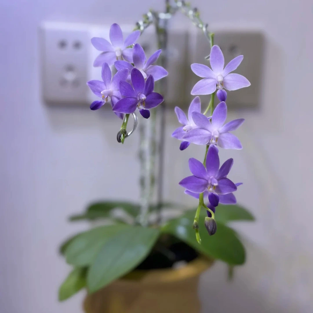 2.8寸杯不带花剑升杯不久苗子弱《紫马丁》蝴蝶兰花苗没有开花