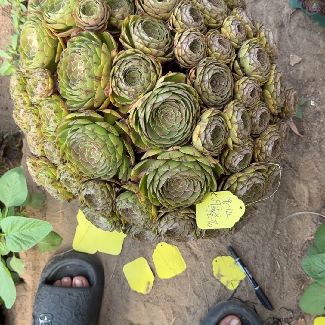 七***花万拉丝18-14发货法师