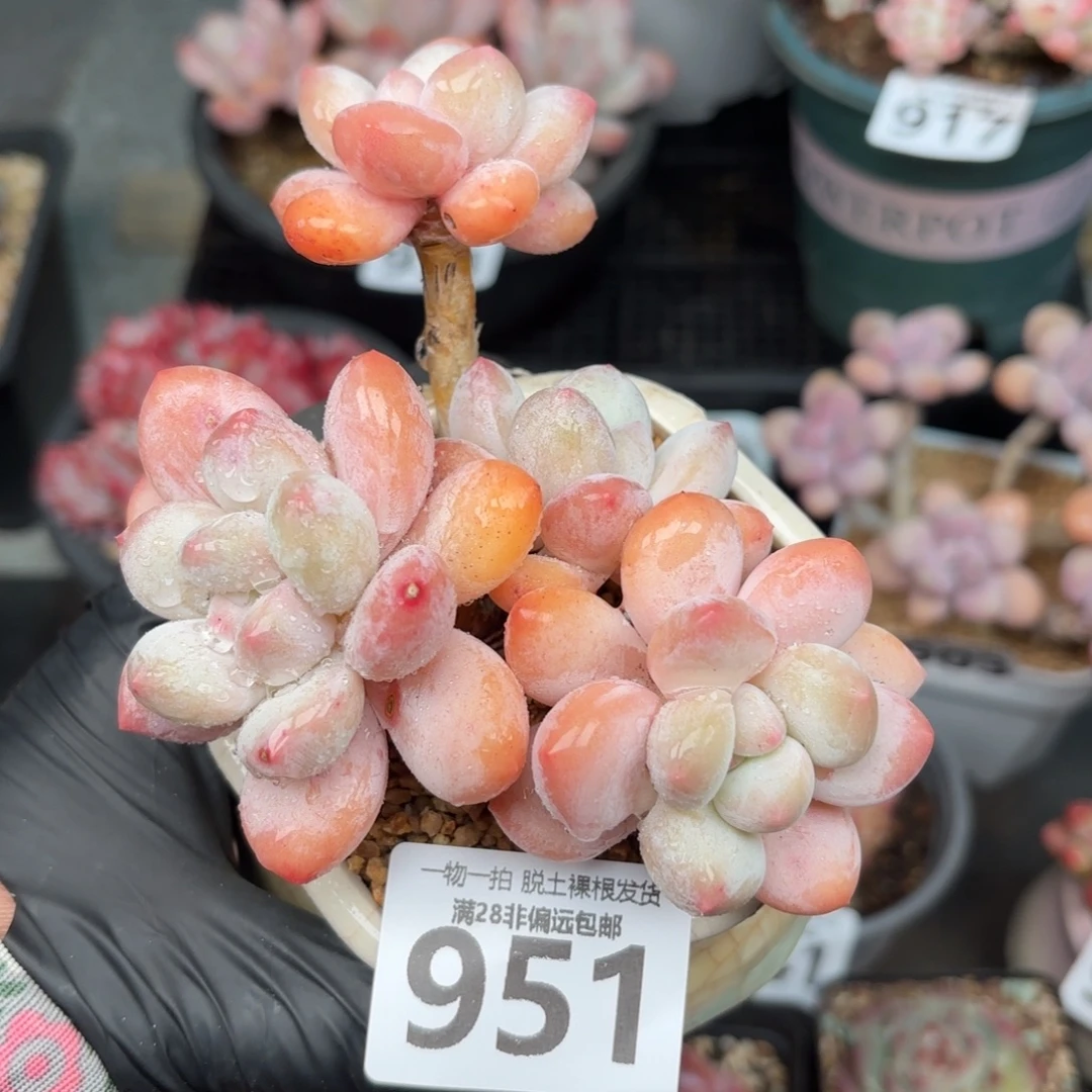 香水老桩无盆土发货