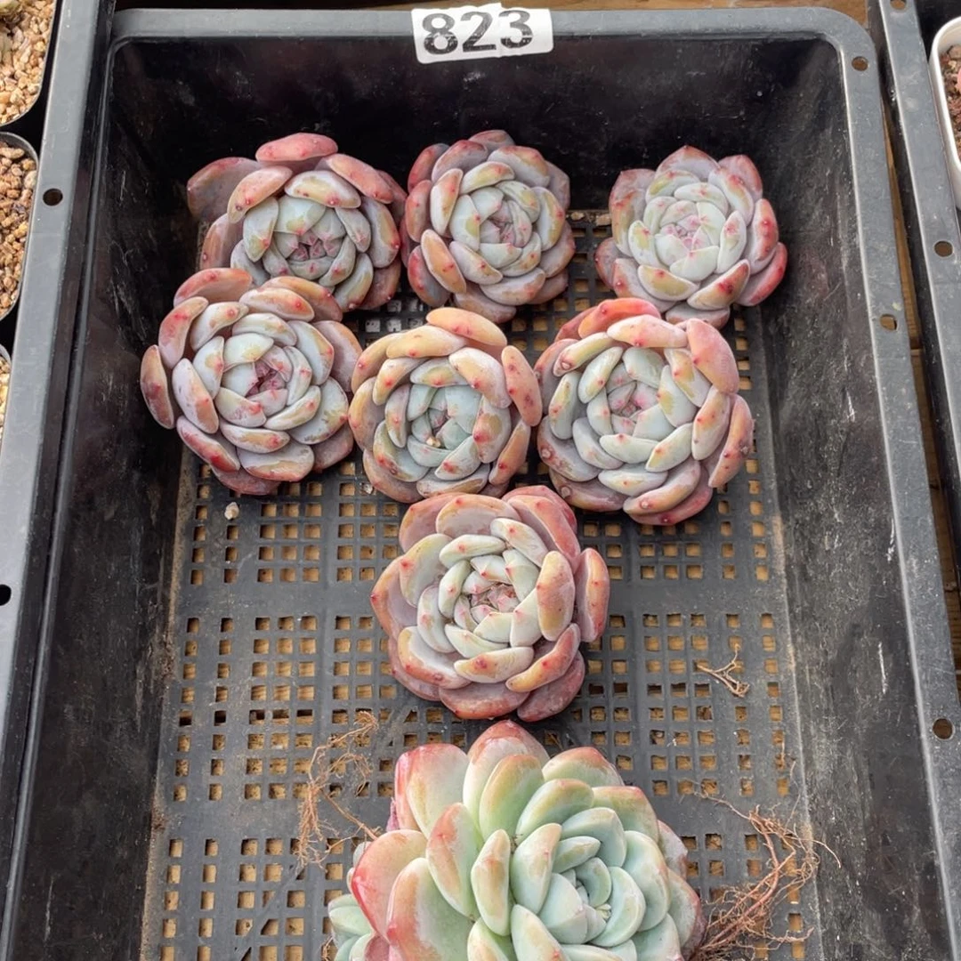 多肉植物八个精品823