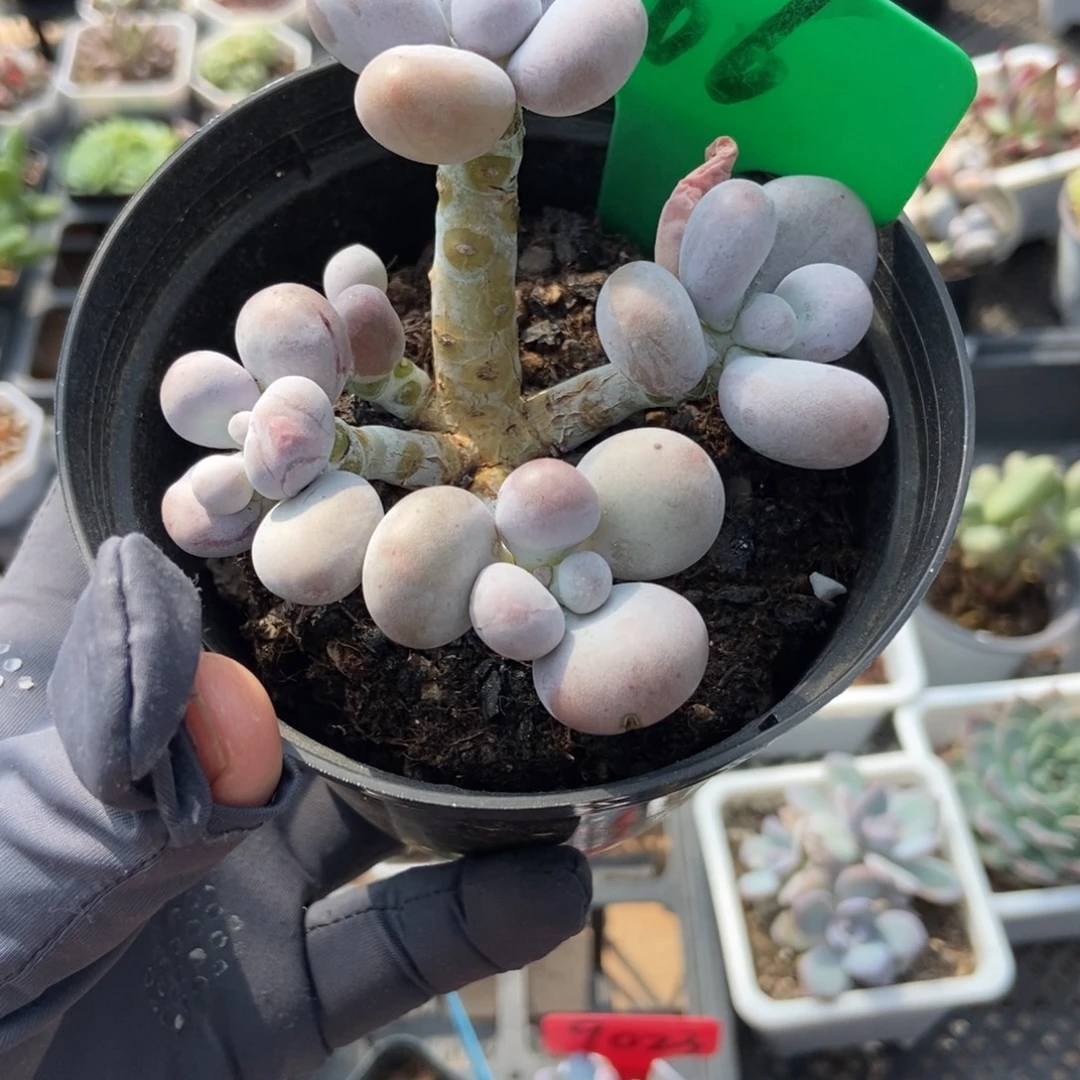 966橙雪球多肉植物