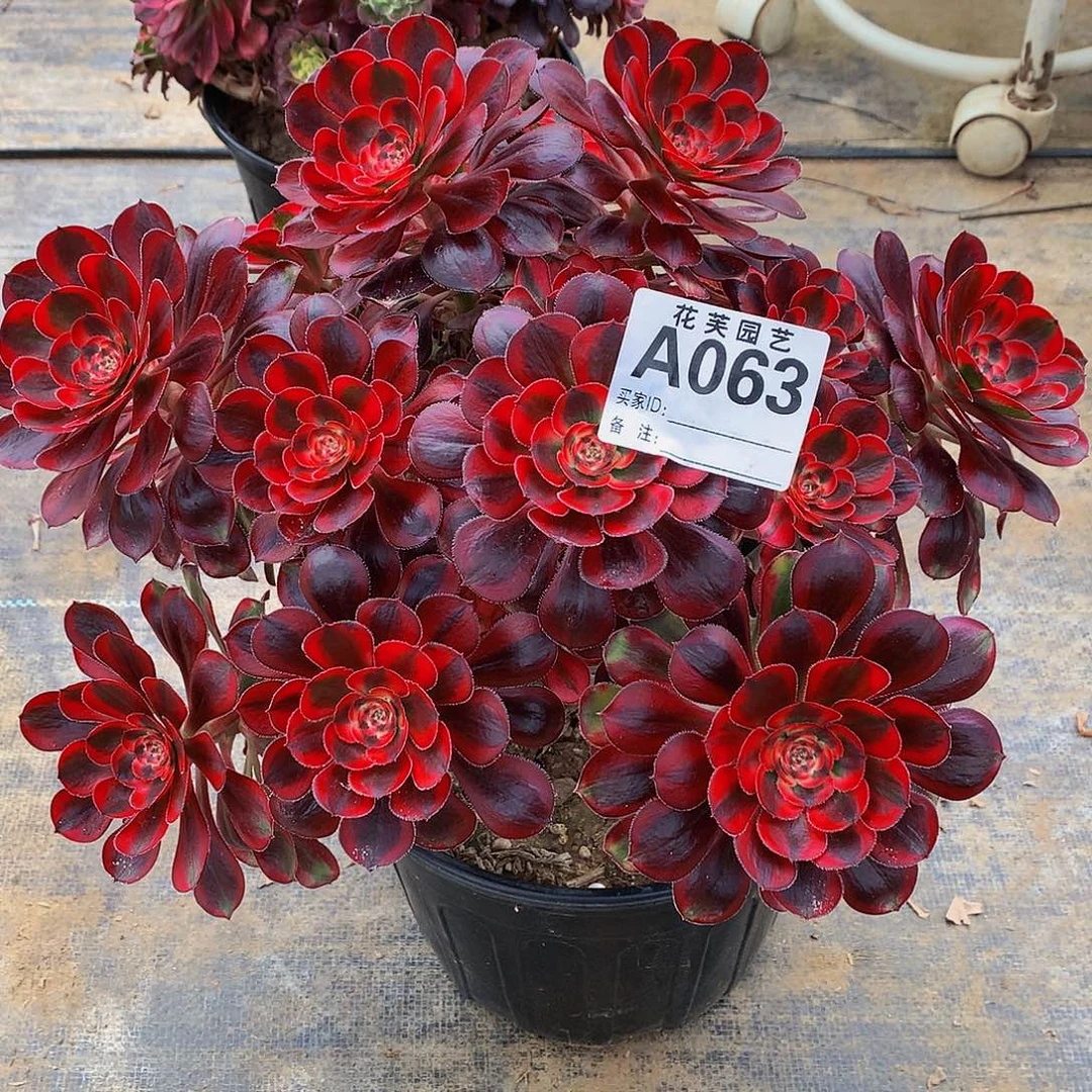 063多肉法师香奈儿