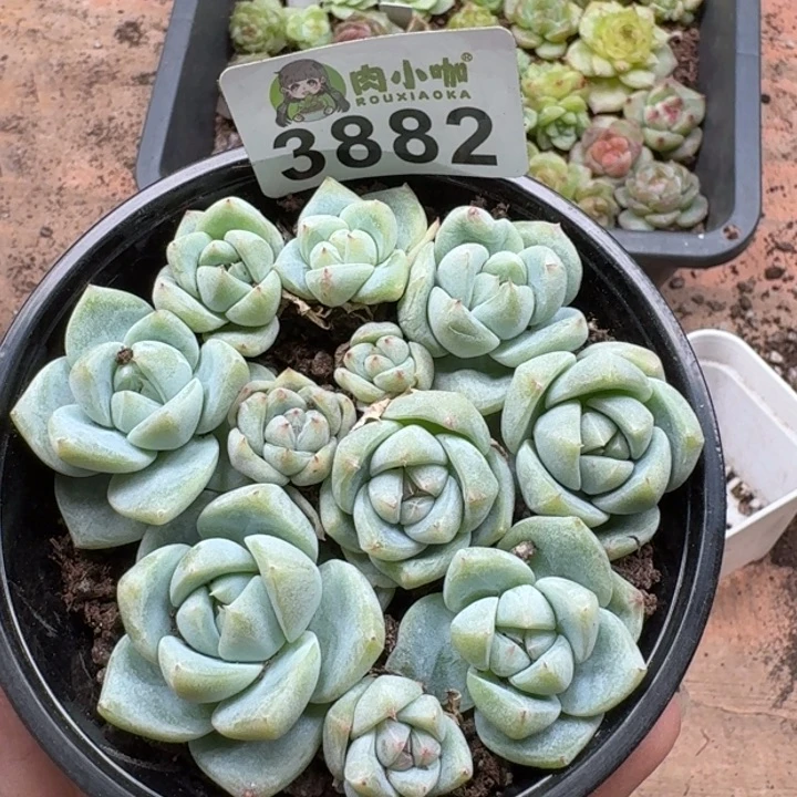 当前无花朵，栽培后可花朵多肉植物多肉植物