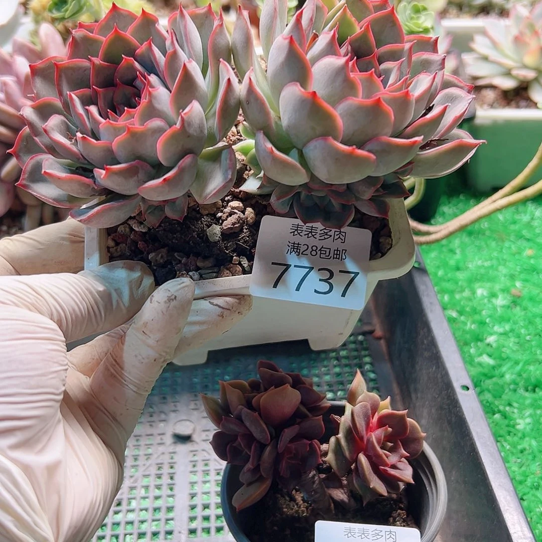 无花朵多肉一物一拍7737