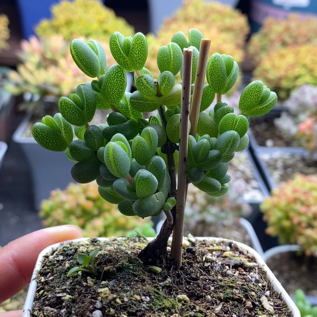 桃****750元宝 。