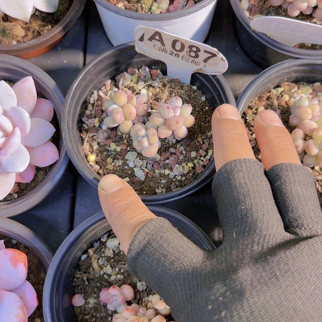 叮*?A087萤火虫一物一拍