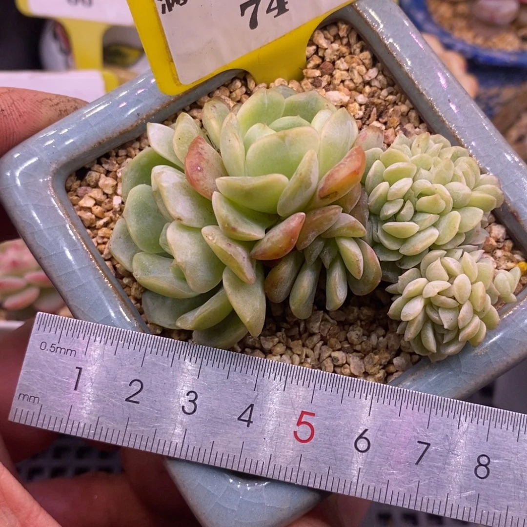 574乌啦啦，熔晶缀化……