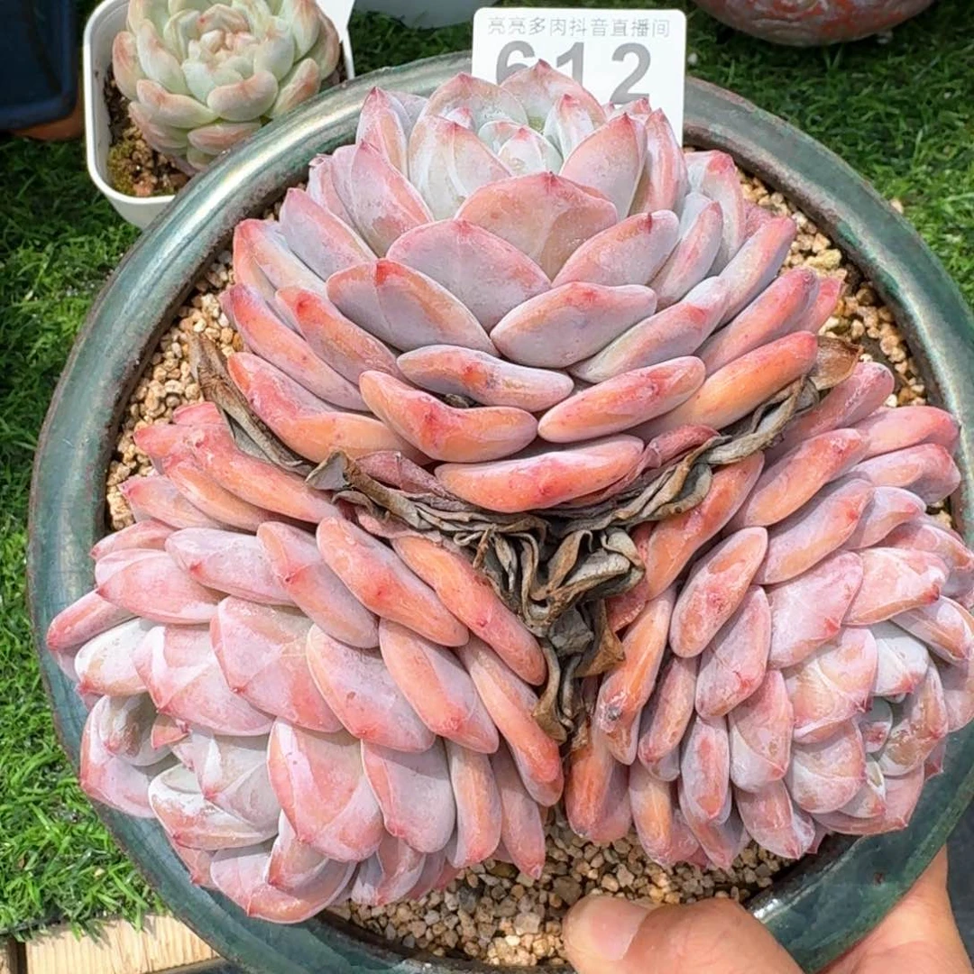 16公分星影橙开播福利 多肉植物