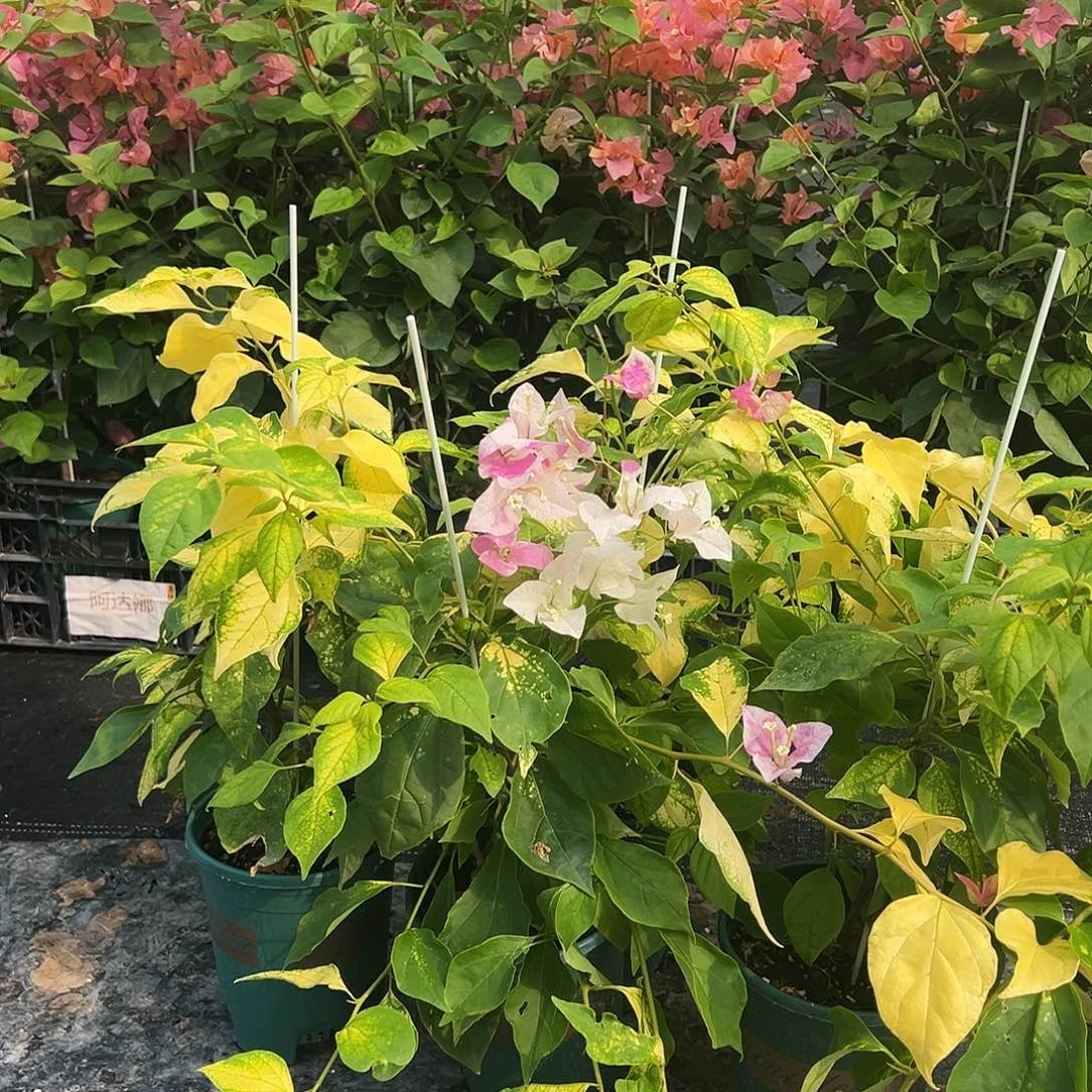 大部分开放少量花苞斑红英一颗