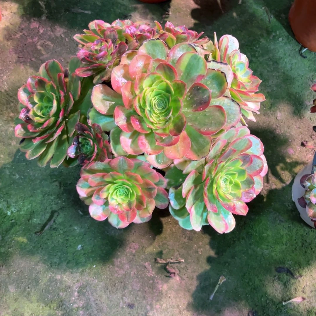 多肉植物奶白760