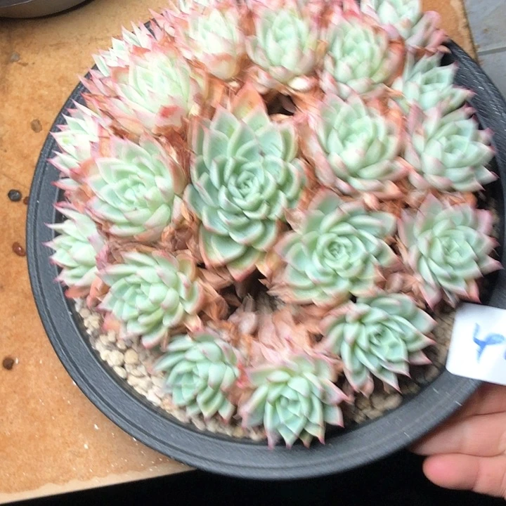 东*乐42////////////