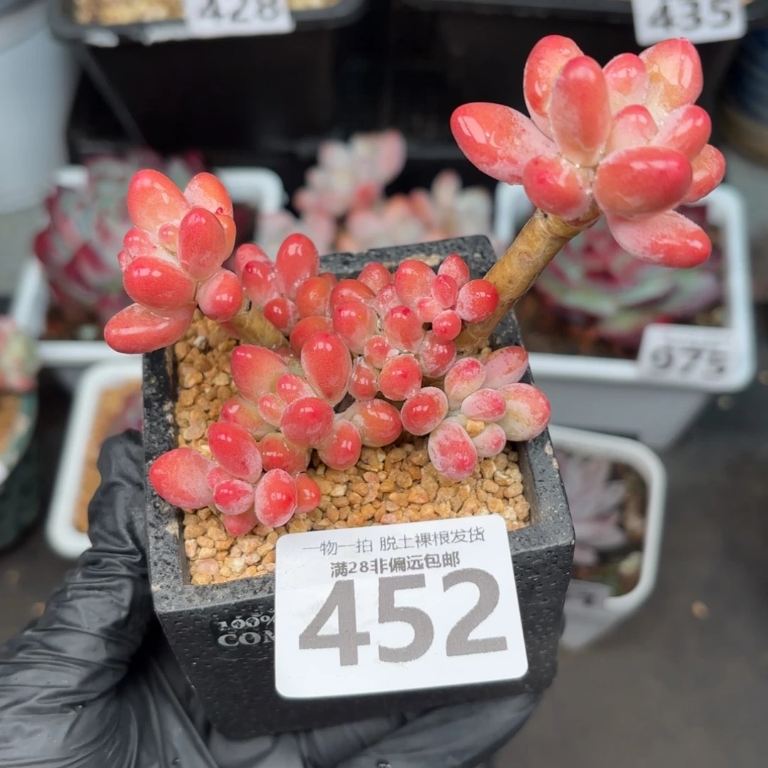 樱花奶整群无盆土发货