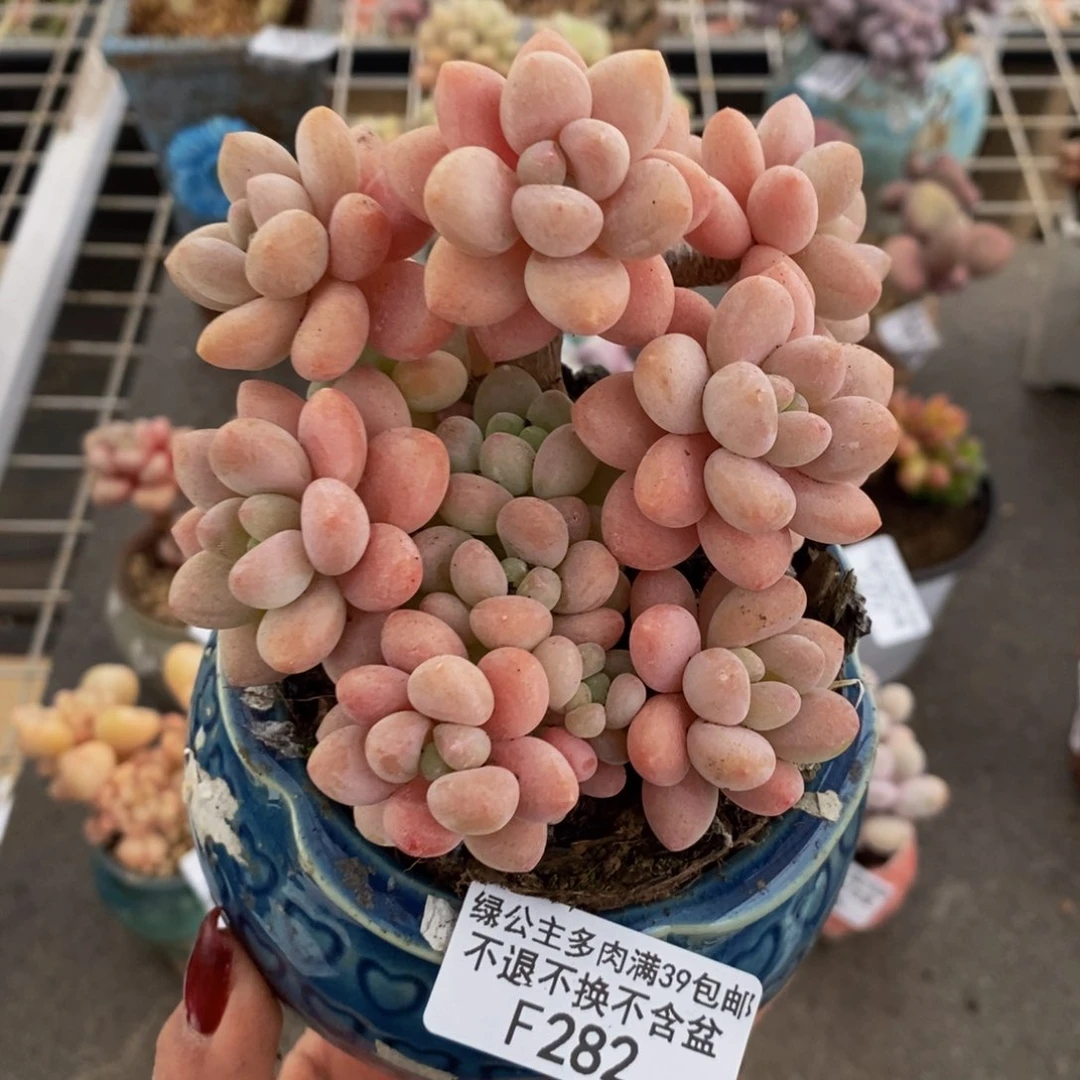 鱼子酱282/10cm多肉