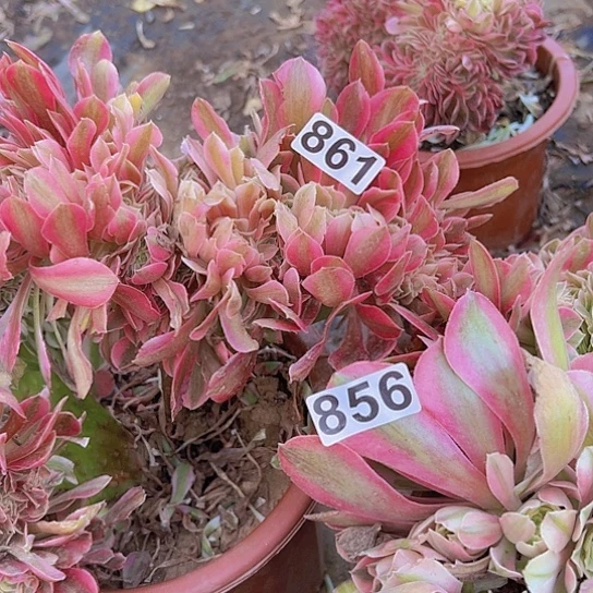 缘***景多肉植物两个法师。