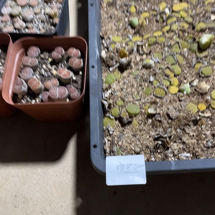涵***家人园艺博览会888