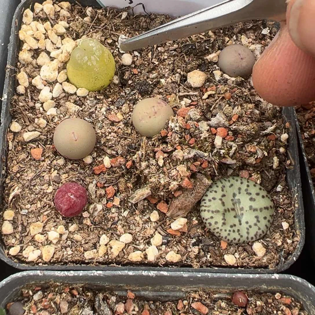 18-97肉锥多肉植物，