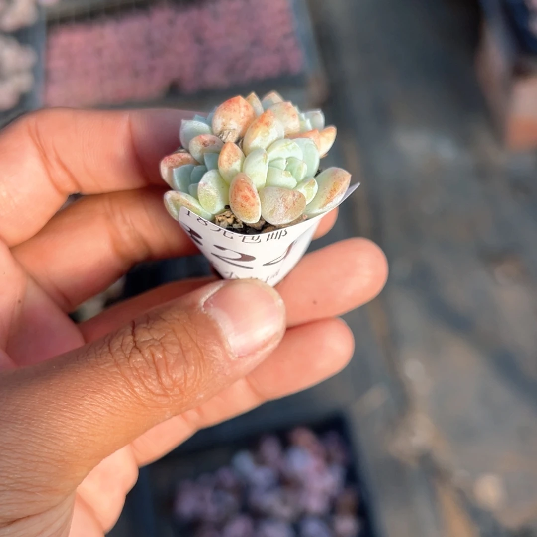 俊***3324号雪媚娘小群一物一拍