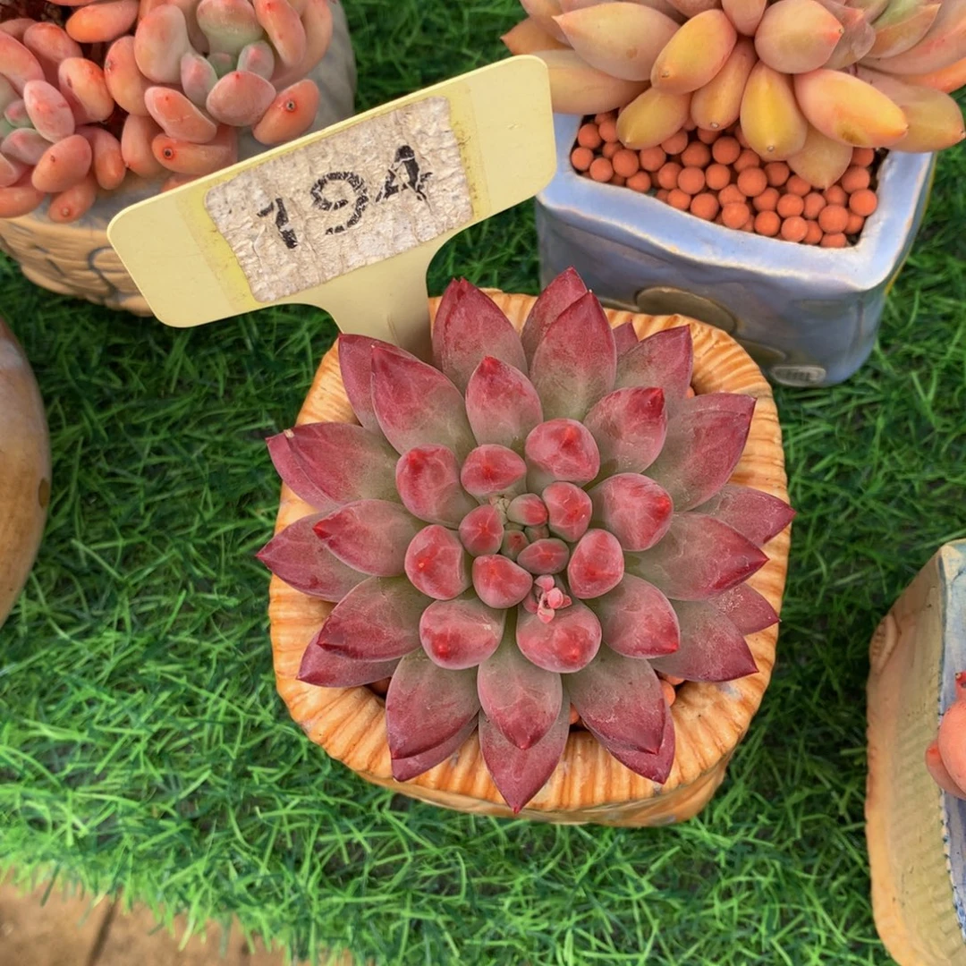 奶****多肉植物62627273727