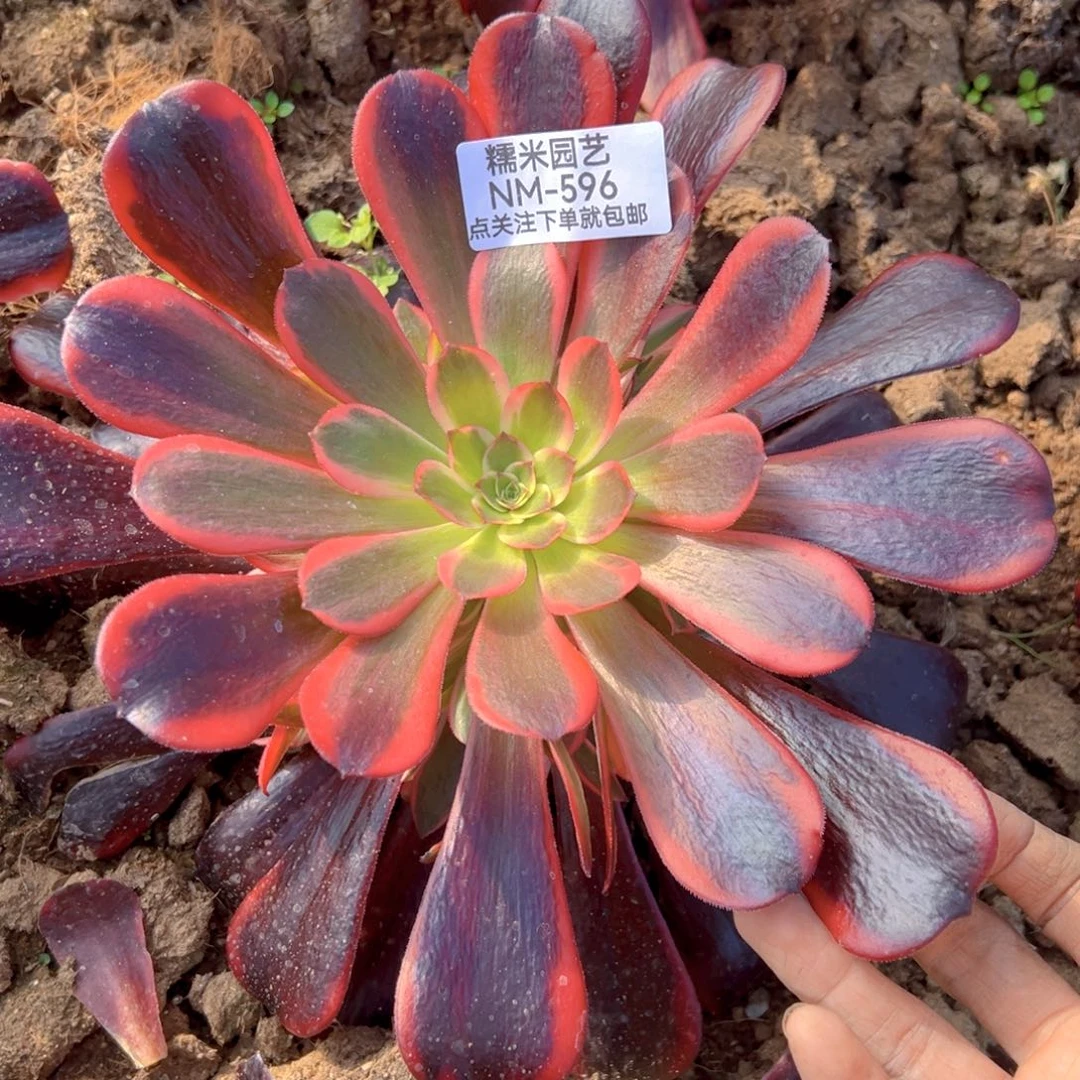 蛇毒美杜莎多肉植物596