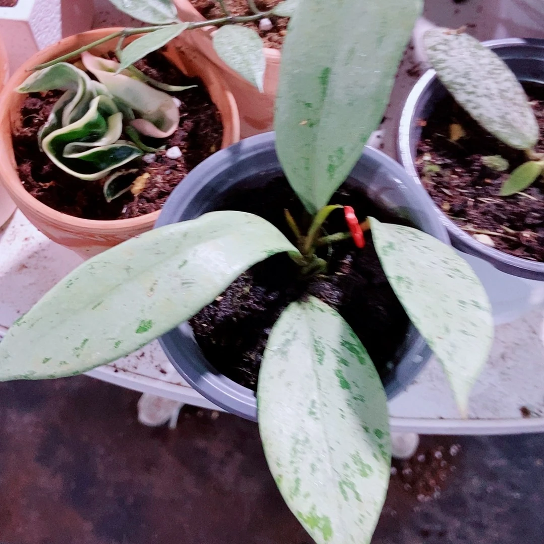 完全开放银粉鬼球兰一物一拍