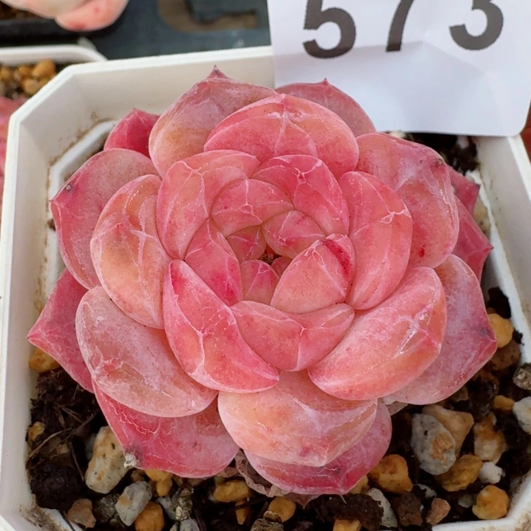 冰魄         精品多肉