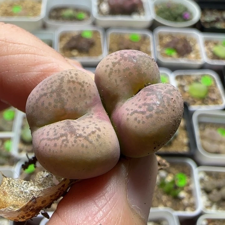 杂交漂亮多肉植物164