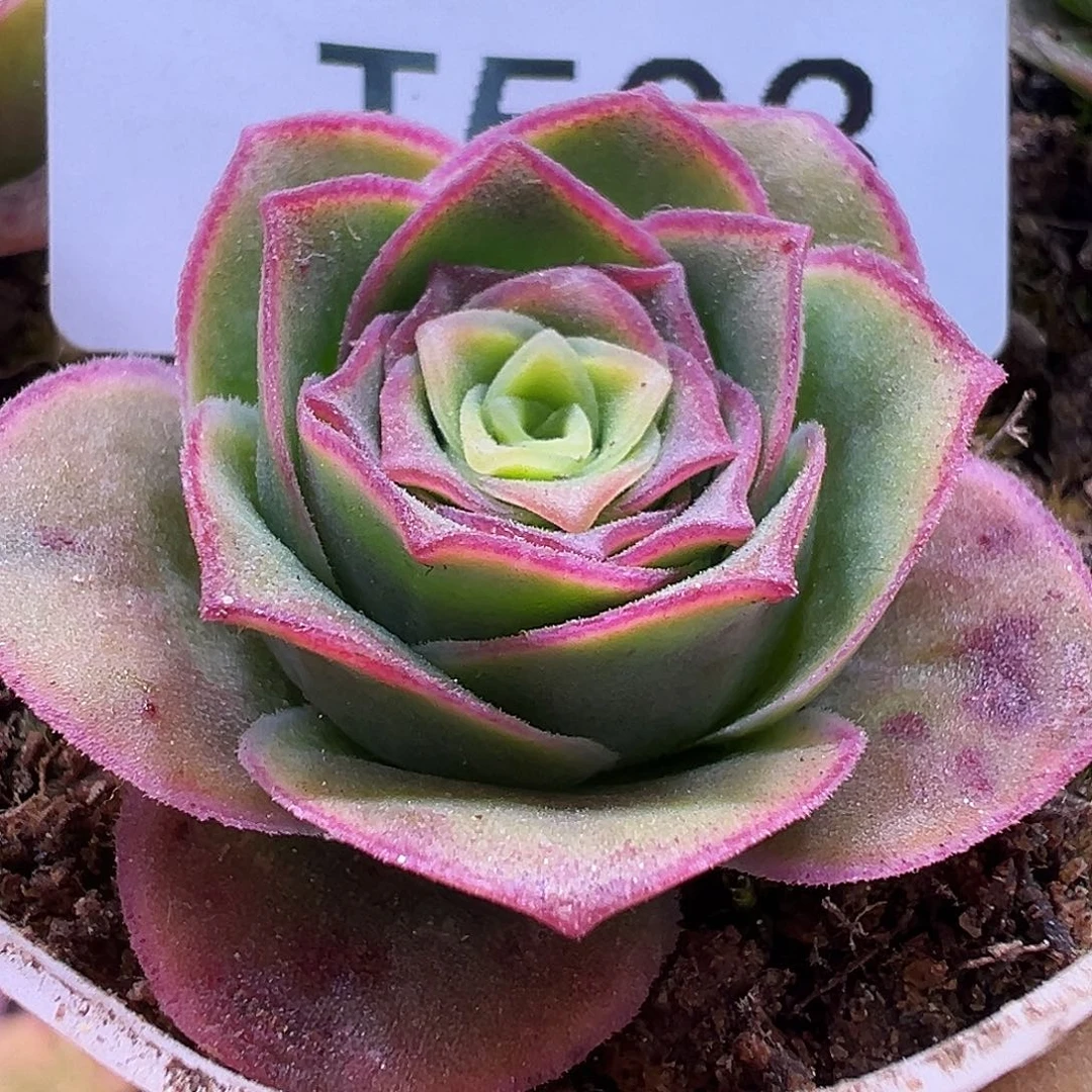 糖糖503帕美mex凤FF 开播福利