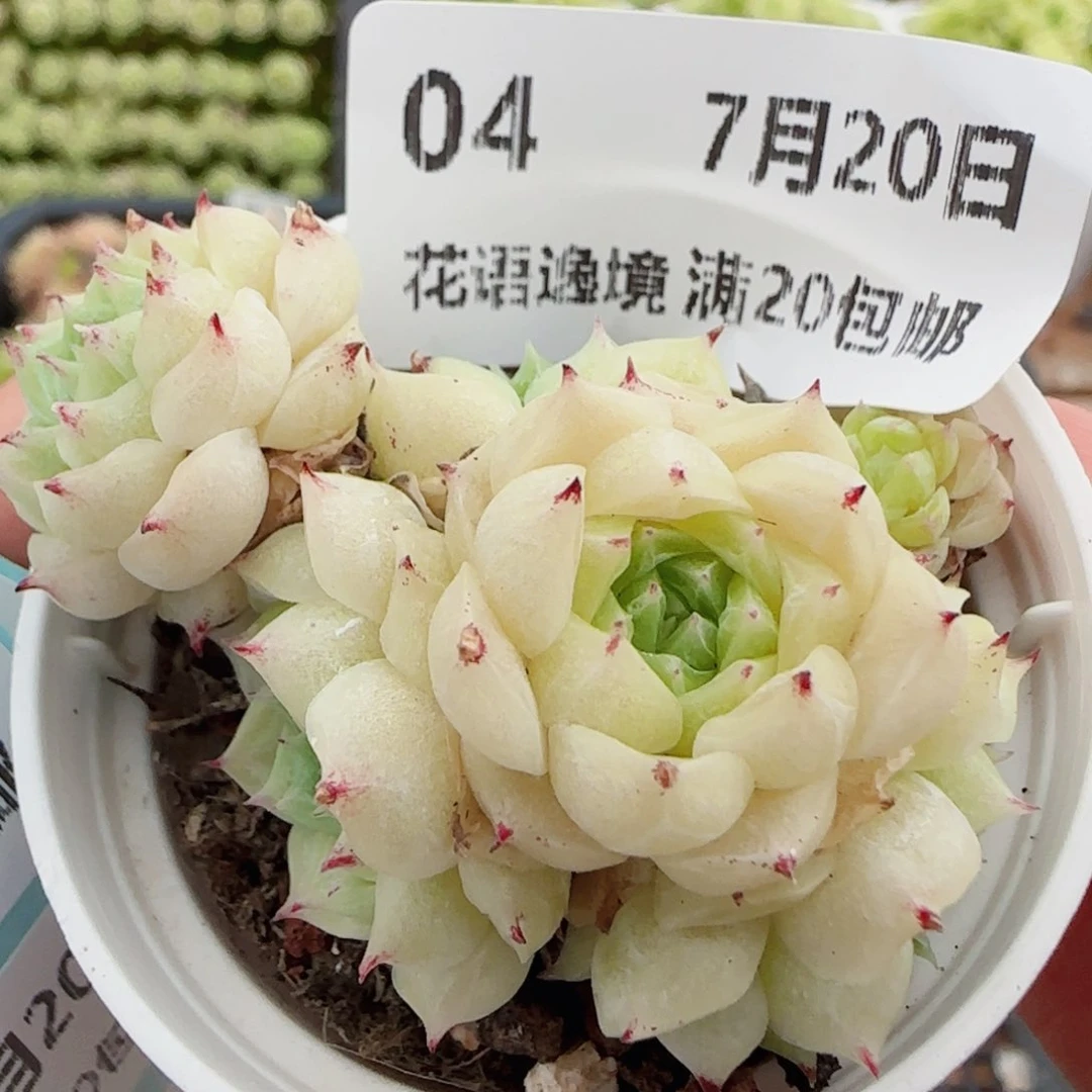 花语逸镜0720-04麦秆散