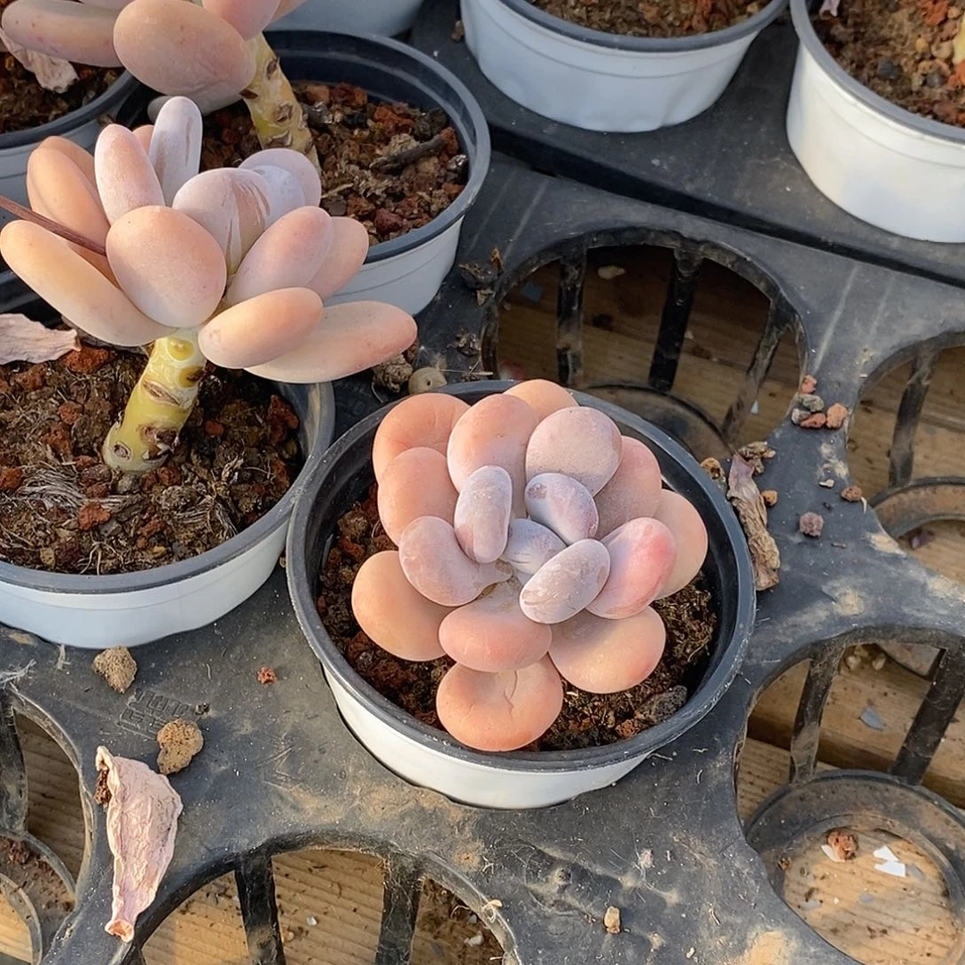 金汇园艺，橙雪球