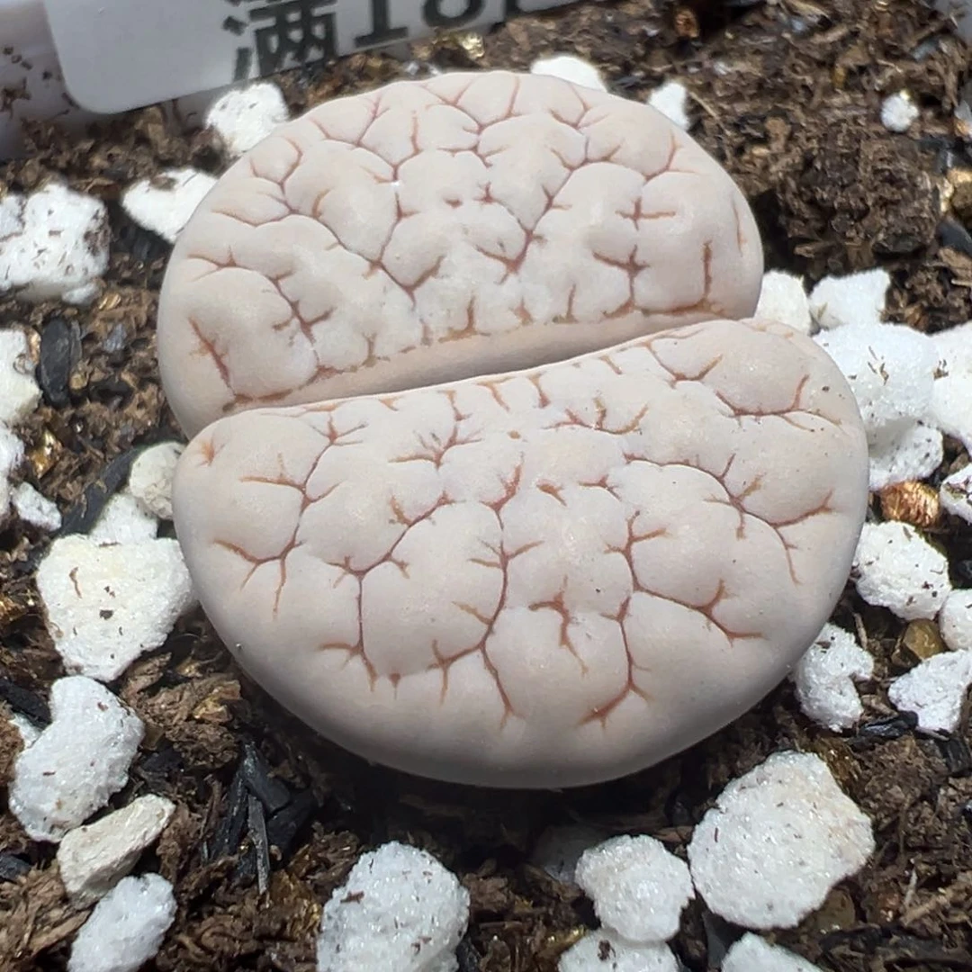 【闪购商品】 050。