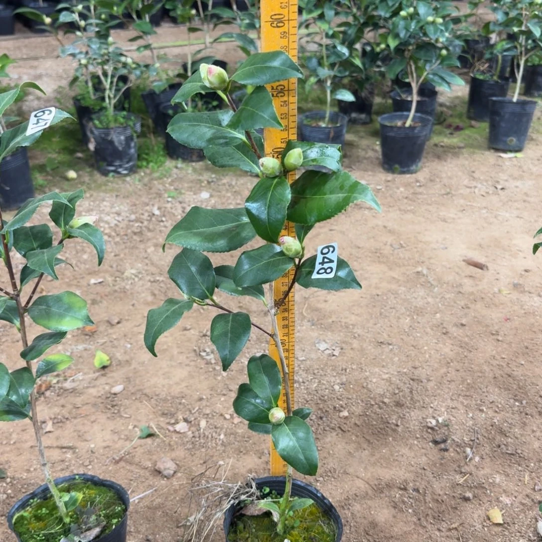 少量花朵（建议范围：2朵-5朵 或40%以下）648佐渡红覆轮