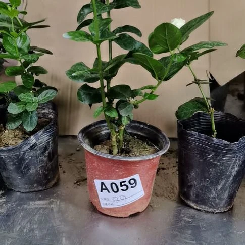 大部分花苞少量开放伞*舞